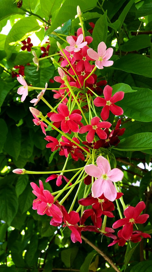 Fragrant hanging blossoms of Rangoon Creeper